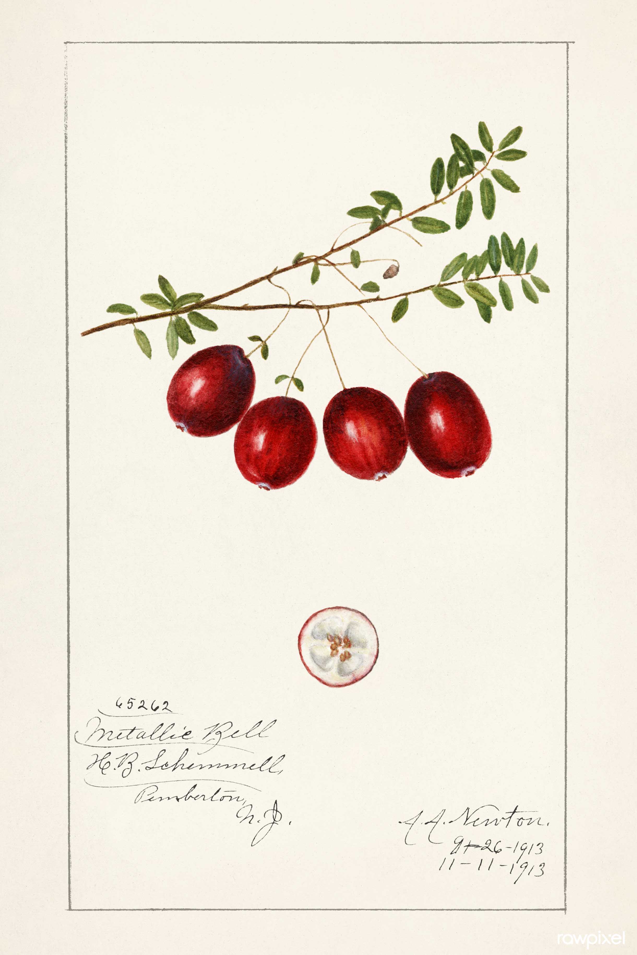 American Cranberry watercolor by Amanda Almira Newton, 1914